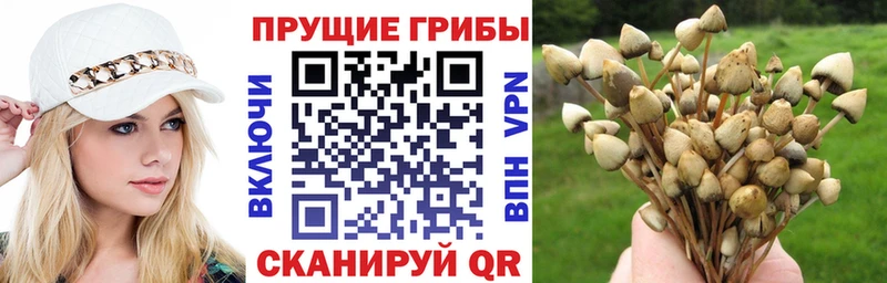 Псилоцибиновые грибы Psilocybe Крымск